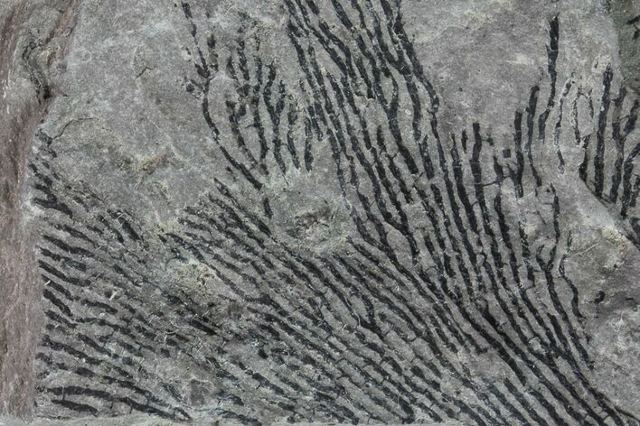 Graptolite (Dictyonema) Plate - Rochester Shale, NY #68899
